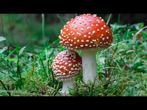 The Mushroom Revolution - YouTube