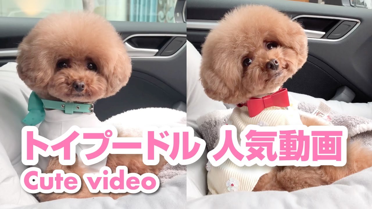 トイプードルとチワワの癒し動画まとめ Part 1 未公開動画も見せちゃいます Youtube