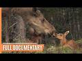 Secrets of the wild  following deer through the seasons  full documentary