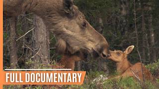 Secrets of the Wild - Following Deer Through the Seasons | Full Documentary by Free High-Quality Documentaries 25,289 views 12 days ago 52 minutes