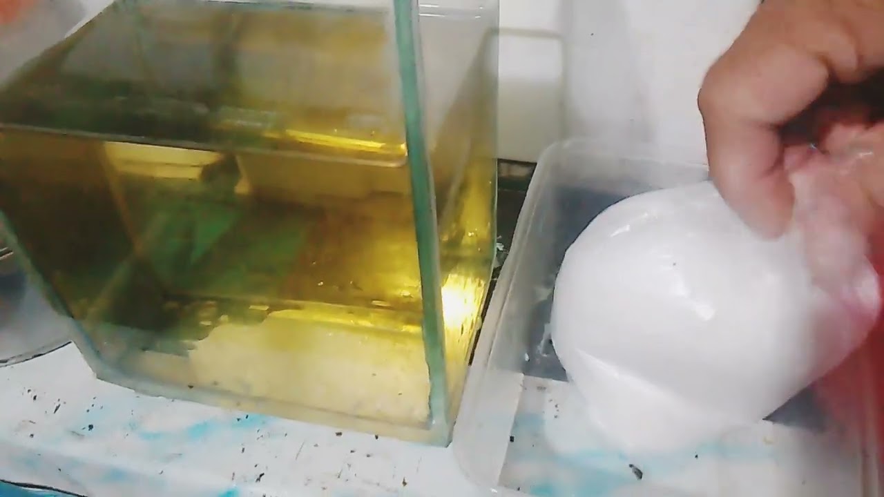 Panibagong Teknik Para Mabilis Mag Molt Ang Isang Betta Fish
