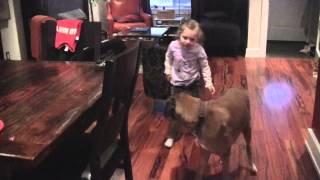 Linus the Boxer loves wrestling by SherBenn 169,580 views 11 years ago 3 minutes, 38 seconds