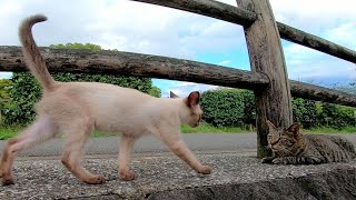 公園の新入り子猫、小屋の裏の猫の溜まり場に行ってみる