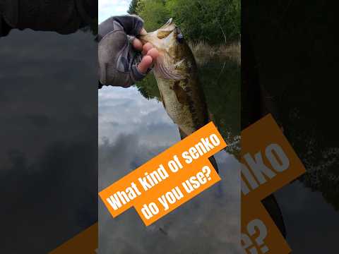 BANK fishing with