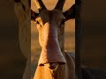 The Saiga Antelope's Nose: Nature's Most Baffling Design Mistake 🦌