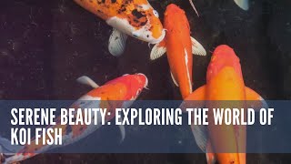 Serene Beauty Exploring the World of Koi Fish #animal #wildlife #fish #koi #koifish