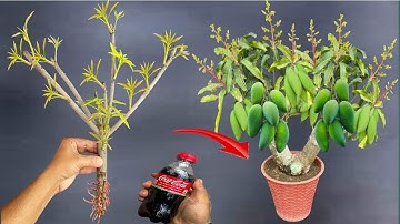 SYNTHESIS OF 3 SUPER SPECIAL TECHNIQUES for propagating MANGO with coca~cola and apples, effectively