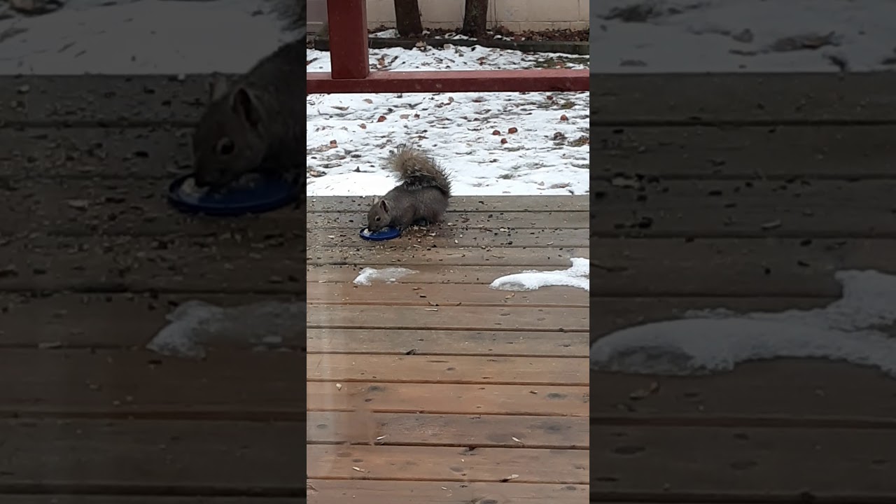 Gray Squirrel Eating Peanut Butter YouTube