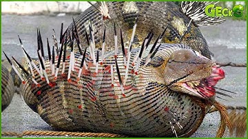 35 Painful Moments When Pythons Try To Swallow Porcupine And Other Animals Then What Happens After?