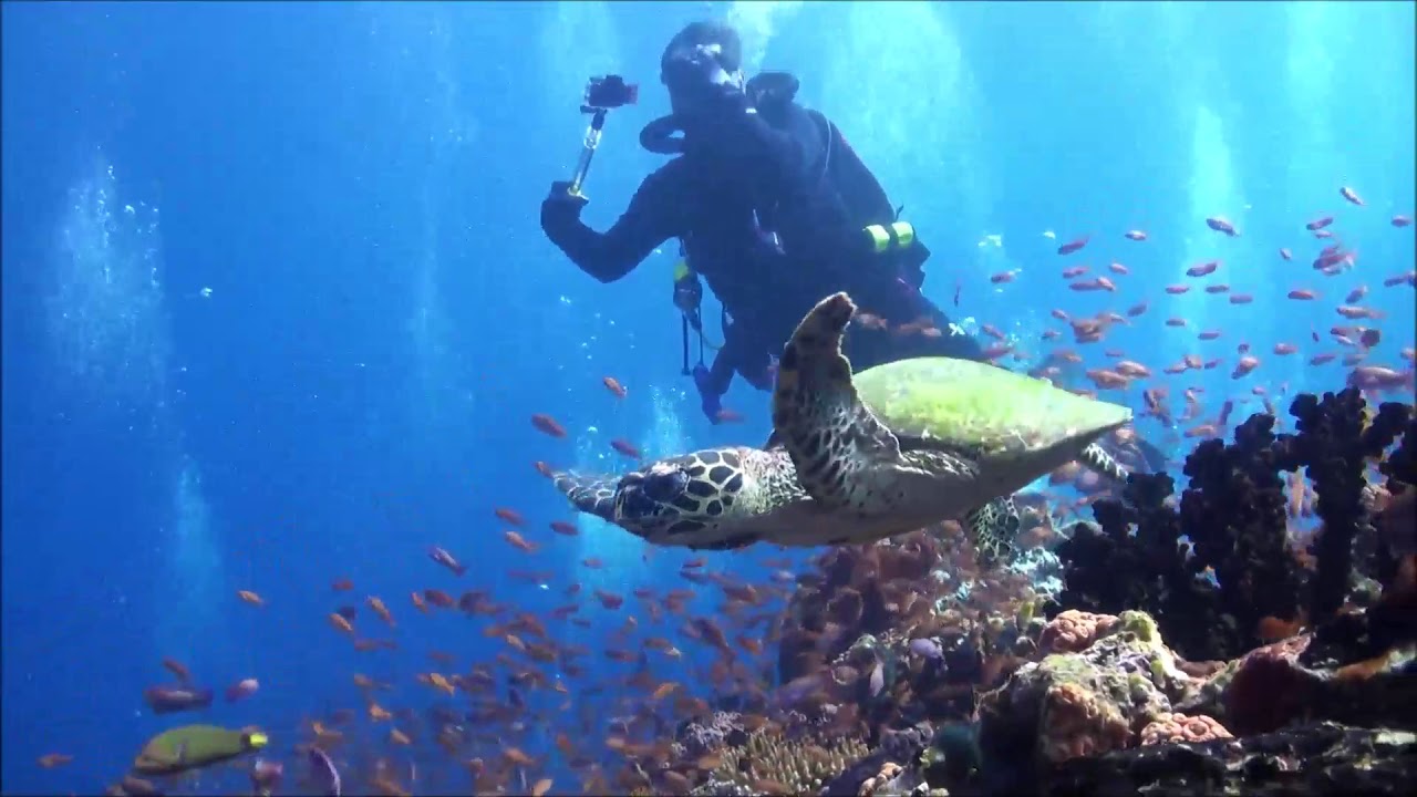 Scuba Diving in Puerto Galera YouTube