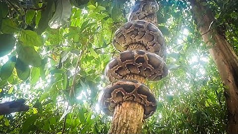 Amazing Giant Snake Climb the tree How