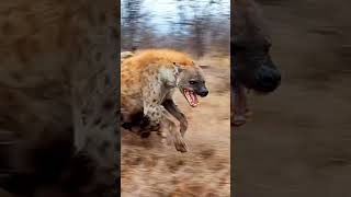 Screaming Hyena Runs From Wild Dogs
