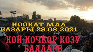 НООКАТ МАЛ БАЗАРЫ / КОЙ КОЧКОР БААЛАРЫ 29.08.2021