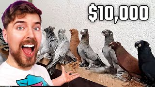 $10,000 За Каждого Даю! Двухчубые голуби. Tauben. Pigeons. Palomas. Pombos.