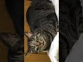 ネコ🐈 ハチワレ キジトラ 吉田美奈子