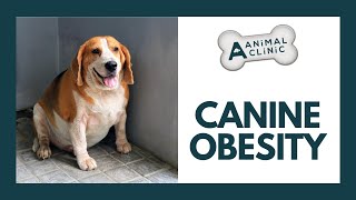 How To Treat Canine Obesity | A-Animal Clinic | Fort Worth, Texas