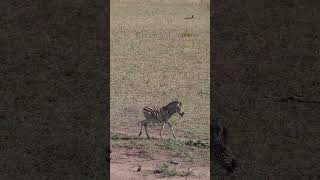 Little Zebra Trotting #amazing #animals #nature #wildlife #latest