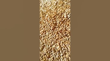 soybean roasting machine