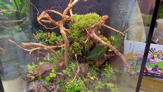 Making A Vivarium For Arboreal Species | Polyrachis Dives