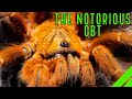 Orange Baboon Tarantula OBT (Pterinochilus murinus) Care & Husbandry