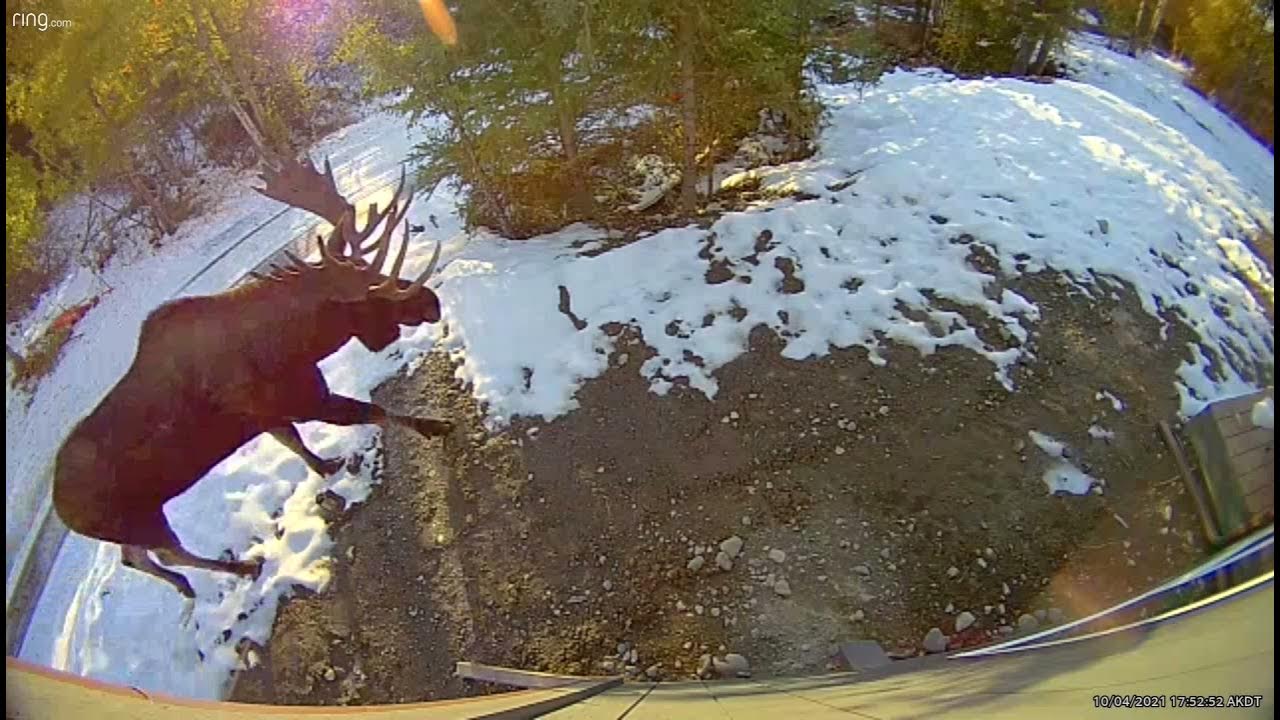 Very large moose with a huge Rack. Male mating call for a female mate. Very large moose with a huge Rack. Male mating call for a female mate.