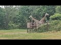 Masai Giraffes II Masai Giraffes II