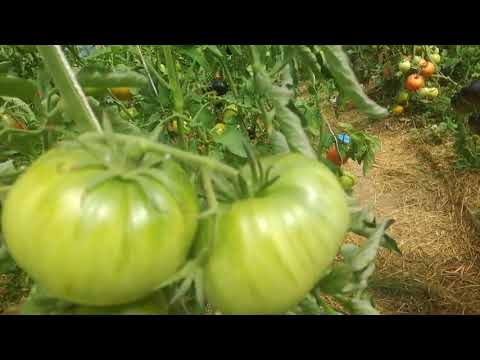 Video: Tsifomandra Arba Pomidorų Medis