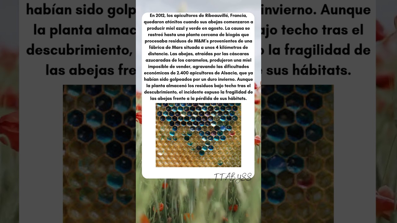 Las abejas que hicieron miel azul a partir de M&M’s (Apicultores franceses, 2012)