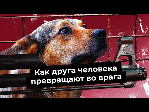 Бездомная Россия: почему собаки нападают на людей и как это исправить | Нищета приютов и законы
