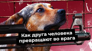Бездомная Россия: почему собаки нападают на людей и как это исправить | Нищета приютов и законы