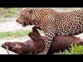 The Leopard Easily Pulled Out The Warthog Hiding In The Cave To Eat It |  Wild Animals Attack