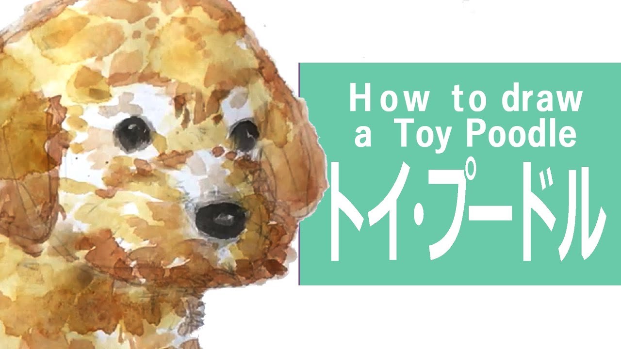 誰でも描ける 簡略版 トイ プードルの描き方 実速 詳しい口頭解説 水彩でゆっくり描こう How To Draw A Toy Poodle Youtube