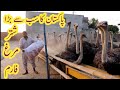 ostrich farming in Pakistan / 0342 0744256 / biggest ostrich from. شتر مرغ فارمنگ