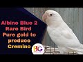 Albino red eye Blue 2 | How You Can Produce | #blue2 #bluenslino  #lovebirds #birds #albinoredeyes