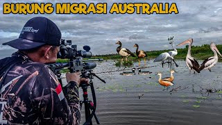 Download Lagu HANYA ADA DI PAPUA‼️BERBURU BURUNG MIGRASI AUSTRALIA MP3 Download Lagu HANYA ADA DI PAPUA‼️BERBURU BURUNG MIGRASI AUSTRALIA MP3