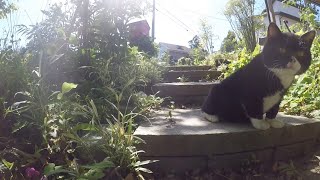 もんたのソロ散歩
