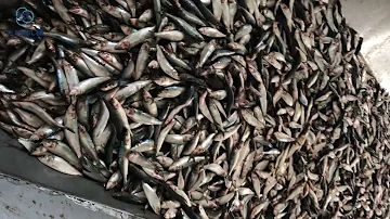 A complete set of fishmeal processing flow in fishmeal factory