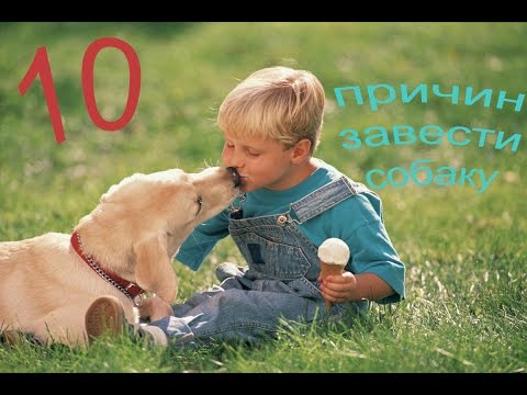 10 Причин завести собаку