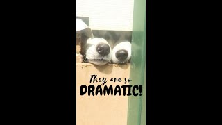 ADORABLE SIBERIAN HUSKY PUPPIES TRAPPED UNDER OUR HOUSE! | HUSKY PUPPIES HAVING A TANTRUM! | #SHORTS