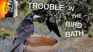 Bird Bath Wars!