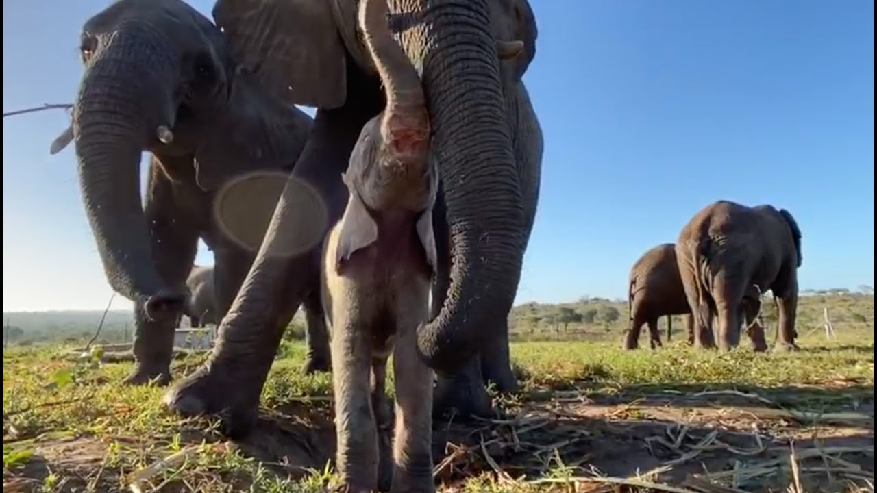 Bull Sebakwe Khanyisa meets Sebakwe, the dominant bull of the Jabulani Herd. - YouTube