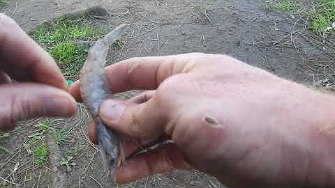 How to put a prawn on a fishing hook.