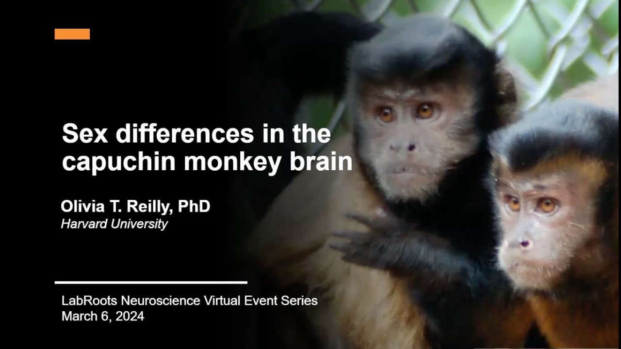 Sex Differences in the Capuchin Monkey Brain - YouTube