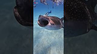 “You Won’t Believe What I Found Underwater 😳 #OceanLife #UnderwaterWorld #ExploreOcean