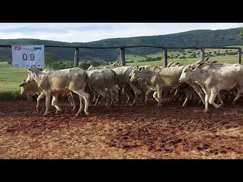 Lote 09 - Leilão Virtual Gado de Corte Avante Pecuária