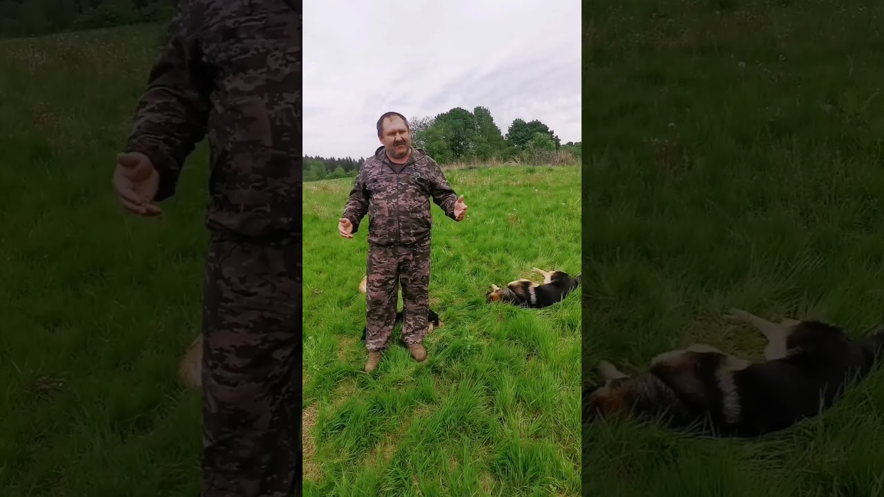 Как меня покусала южнорусская овчарка. #собака, #южнорусскаяовчарка #дрессировка #кинолог