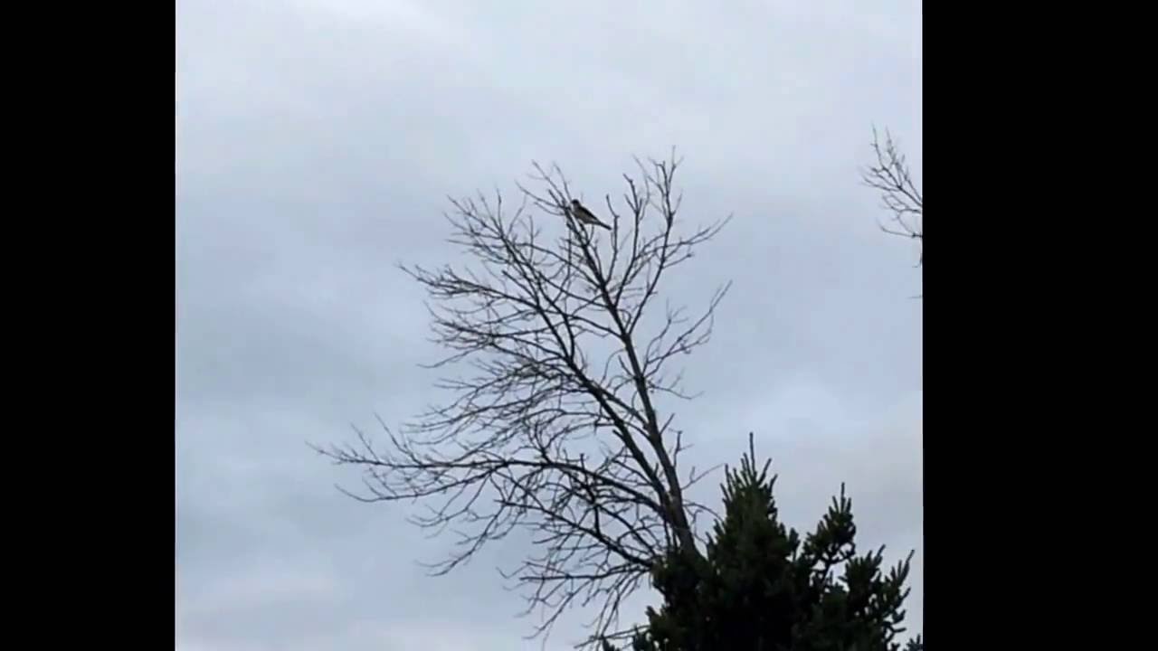 How to Scare a Hawk YouTube