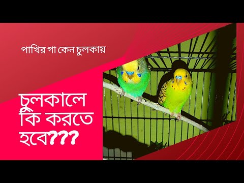 ভিডিও: পাখি কেন পড়ে