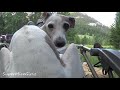 Italian Greyhounds No Camp CAMP TRIP