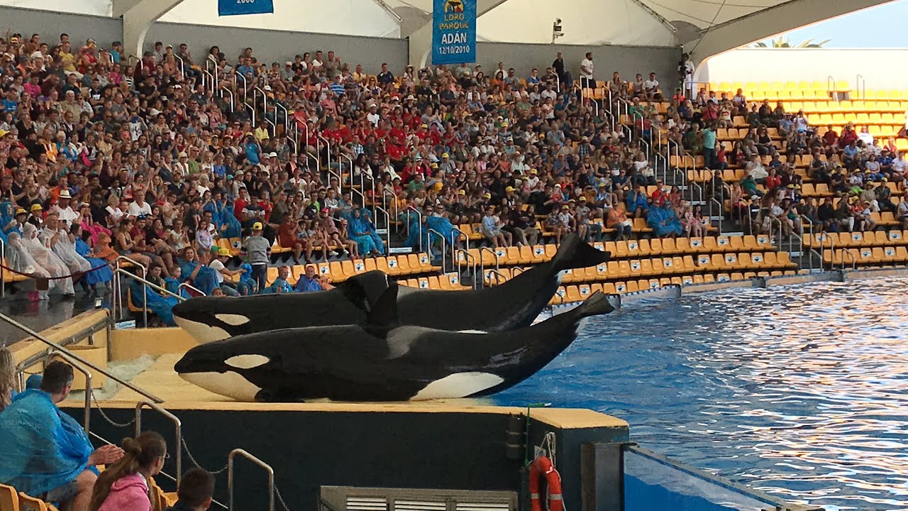 Loro Parc / Parque | Orca Show | April 2019 - YouTube